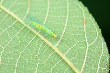 Chrysopa Chrysopa inhabits wild plants in North China