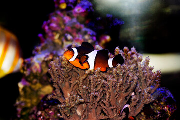 Fototapeta na wymiar Amphiprion Ocellaris Clownfish - The most popular saltwater fish for coral reef aquarium tanks