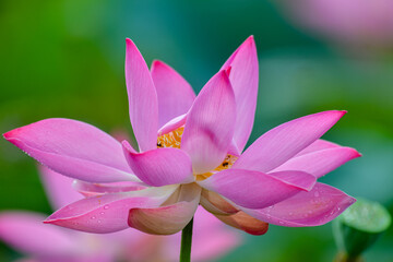 Pink lotus with water droplets 