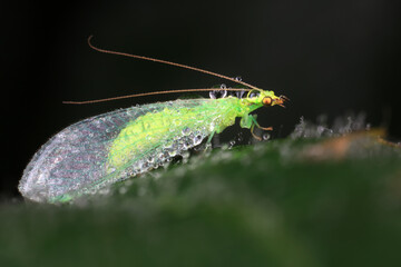 Chrysopa Chrysopa inhabits wild plants in North China