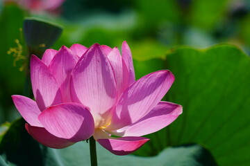 Obraz premium 風景