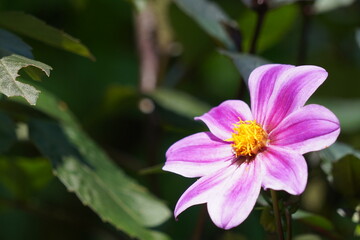 Obraz premium 風景