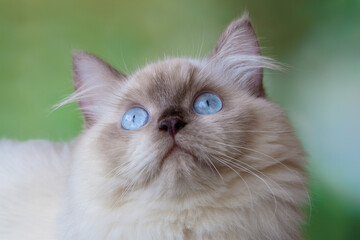 close up of persian cat