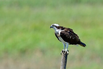 お気に入りの杭でのんびりくつろぐミサゴ