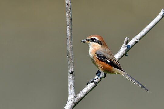 木に止まる鳥」の写真素材 | 28,626件の無料イラスト画像 木に止まる鳥」の写真素材 | 28,626件の無料イラスト画像