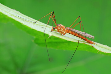 Big mosquito lives on weeds