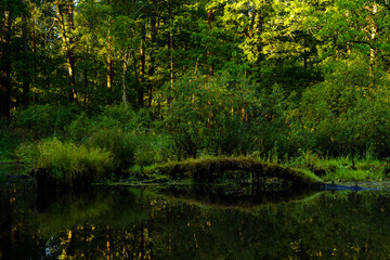 pond in the park