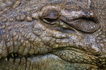 close up of crocodile head