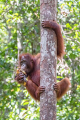 The orang utan in borneo forest