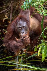 The orang utan in borneo forest