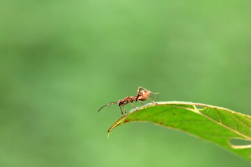 stinkbug on plant leaves in nature, North China Plain