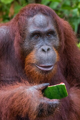 the orang utan in zoo