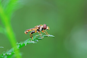 Flies on plants in the nature, North China Plain