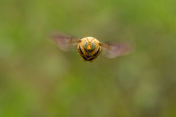 the yellow carpenter bee