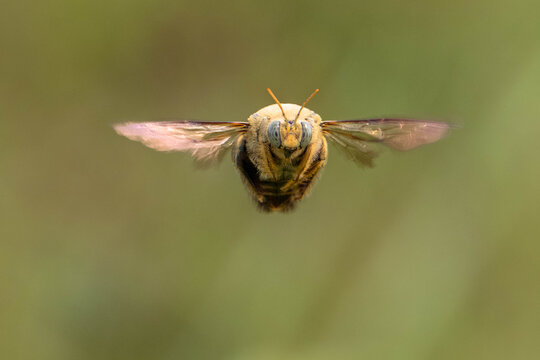 The Yellow Carpenter Bee