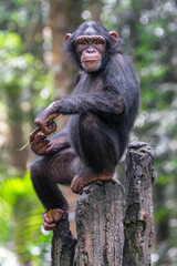 chimpanzee sitting on stone