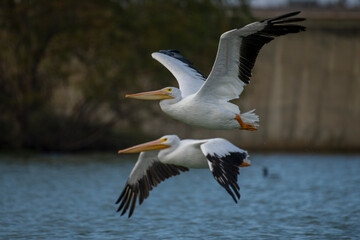 American White Pelican