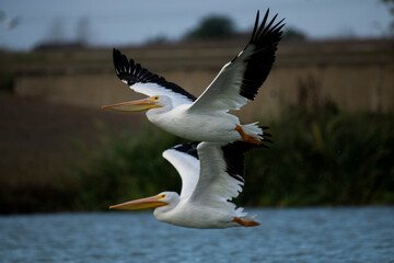 Fototapeta na wymiar American White Pelican