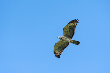 ハチクマ雌飛翔(honey buzzard)