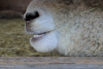 close up of a white alpaca