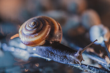 snail crawling on a tree branch. closeup of a brown snail on a shiny background. brown grape little snail in a summer garden, crawling on a willow branch