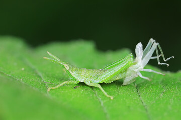 Atractomorpha sinensis Is molting on the weeds