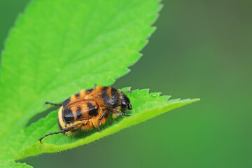 Beetles live on weeds in the North China Plain