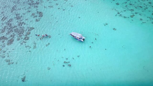 Drone aerial view Tahiti 4k. Sharks and sting rays swim next to tourists snorkeling. Moorea, Tahiti French Polynesia. Family and honeymoon activities on tropical island - snorkel diving tour, kayaking