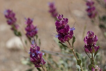 Cyme inflorescences of blue arise in bloom from Thick Leaf Sage, Salvia Pachyphylla, Lamiaceae, native hermaphroditic perennial subshrub in the San Bernardino Mountains, Transverse Ranges, Summer.