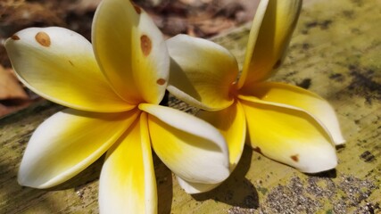 Plumeria fall