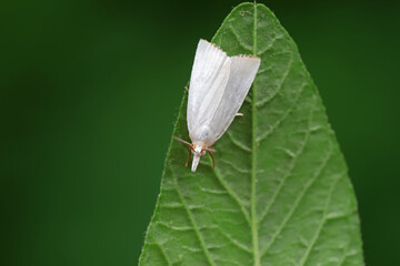 Fototapeta na wymiar Moths on leaves in nature, North China Plain