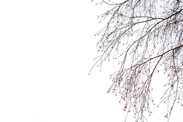 Bare birch branches against a bright white sky in autumn, winter or early spring.