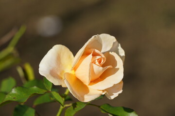 orange rose
