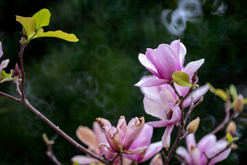 magnolia tree blossom