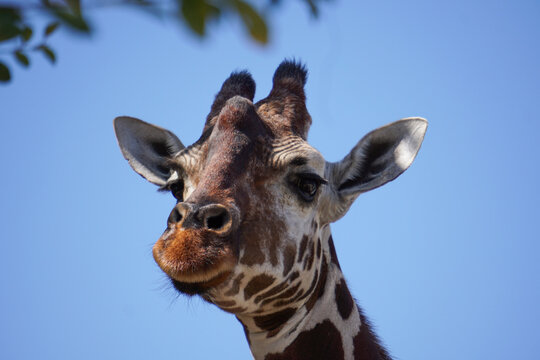 511 Best アミメキリン Images Stock Photos Vectors Adobe Stock