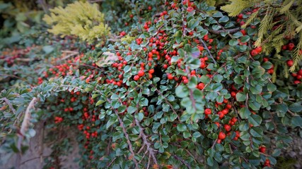 background of green leaves