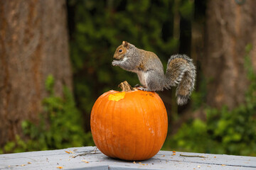 Brown squirrel perched on a pumpkin eating a nut with a green background © Centioli Photography