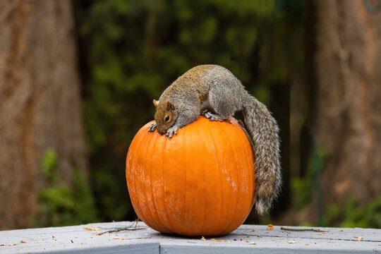 Brown squirrel on top of a pumpkin trying to eat it