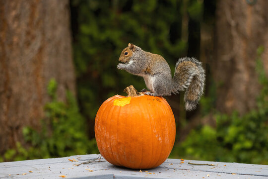 Brown squirrel perched on a pumpkin eating a nut with a green background