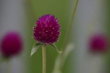 flower of thistle