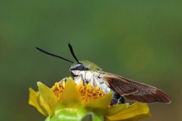 Moths on leaves in nature, North China Plain