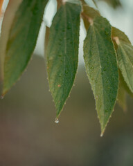 Hojas naturales, con gota de agua