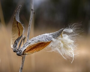 Beautiful milkweed pods and seeds in the sunlight in a natural setting 