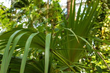 Fototapeta na wymiar rainforest with large, green, natural, bright, fresh plants, palm trees on a nice clear day