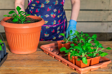 Girl in an apron planting flower seedlings in pots