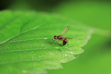 Flies on plants in the nature, North China Plain
