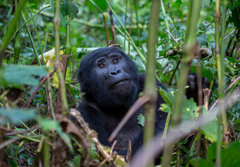 Mountain Gorilla