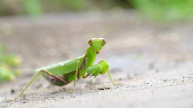 カメラ目線の可愛いカマキリ