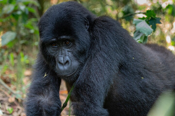 Mountain Gorilla