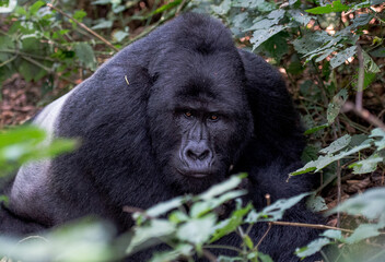 Fototapeta premium Mountain Gorilla